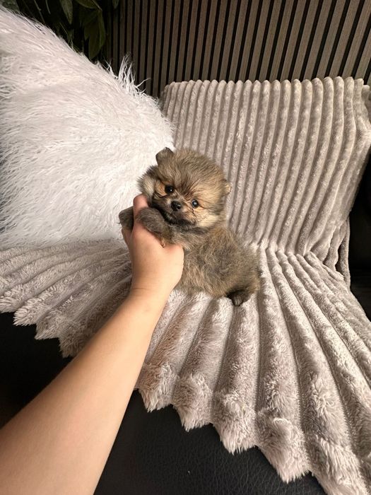 Spitz anão. Lulu da Pomerânia Mini.   LOP e Afixo.. Mini. Perfeito!