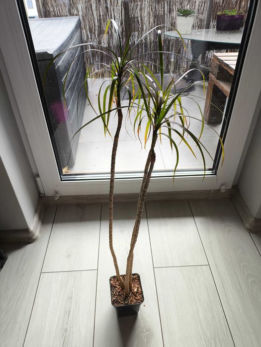 Dracena Kwiat doniczkowy