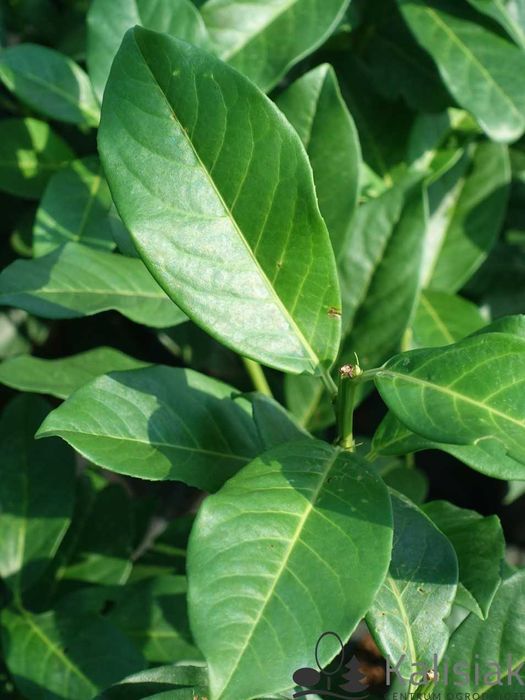 Laurowiśnia wschodnia Novita 50 szt. PRODUCENT Flora Szczecin