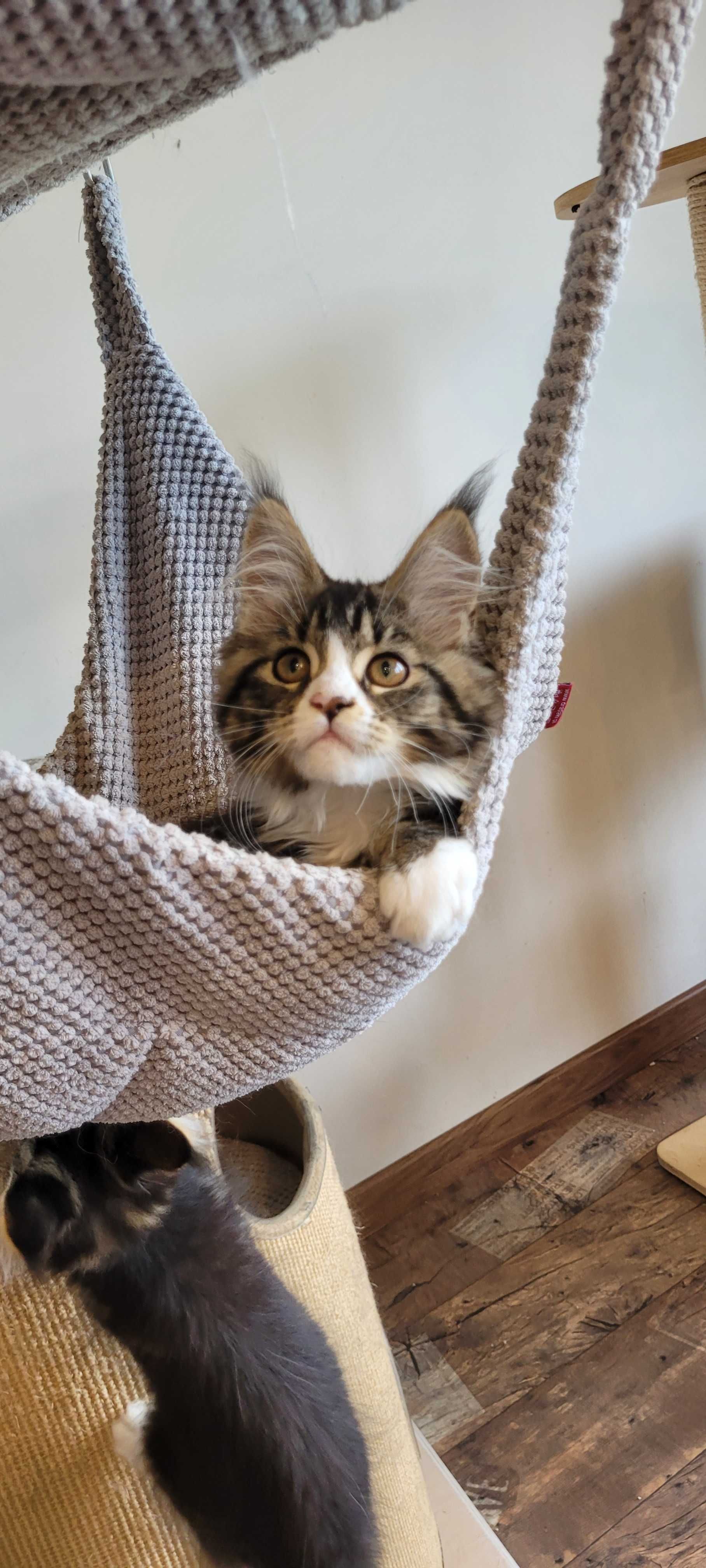 Sprzedam śliczną kotkę Maine Coon