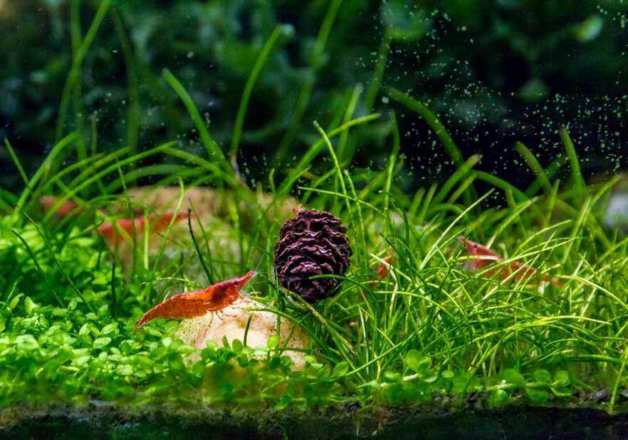 Piękne Gupiki Metal Red Nebula para krewetki czerwone 5 szt