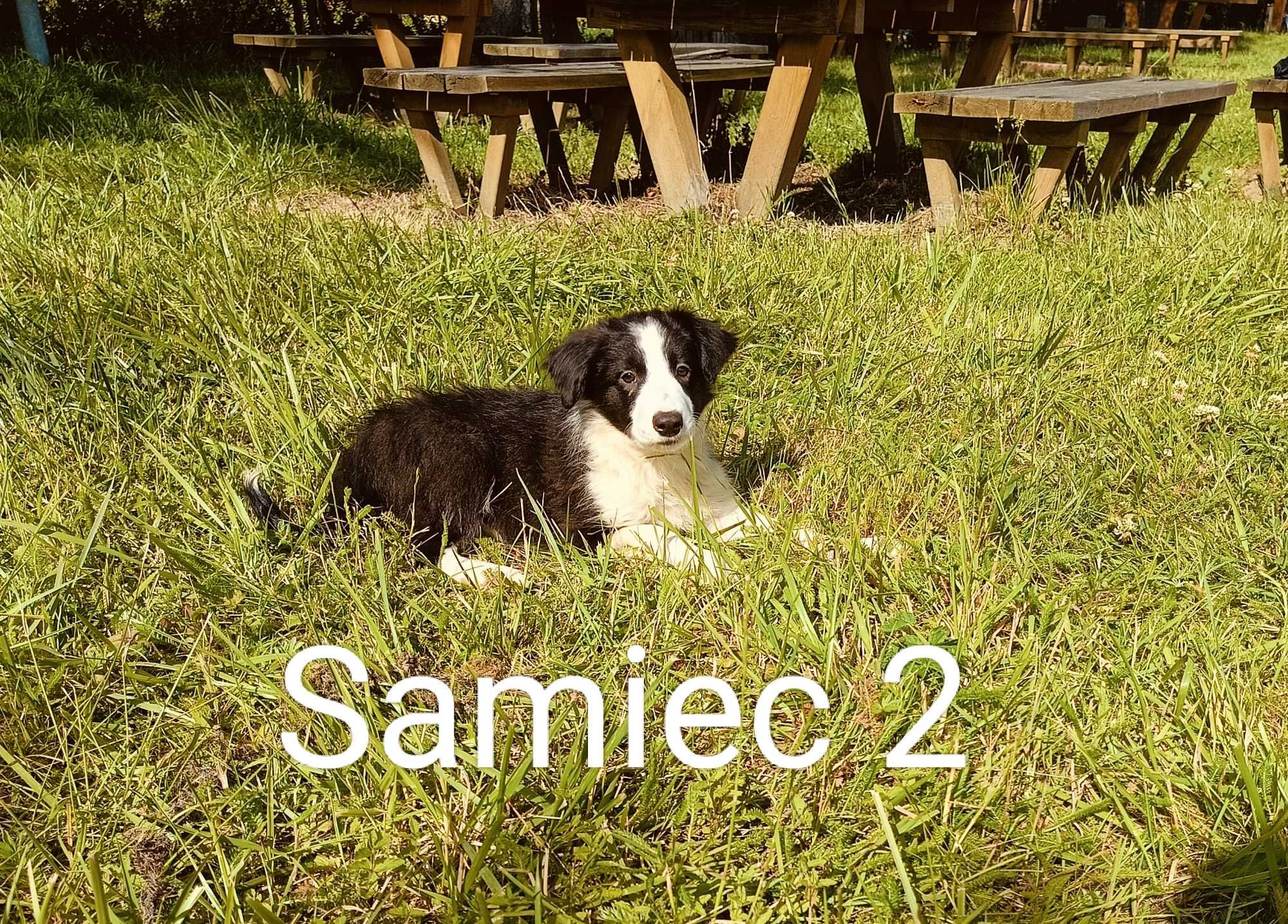 Border collie samiec