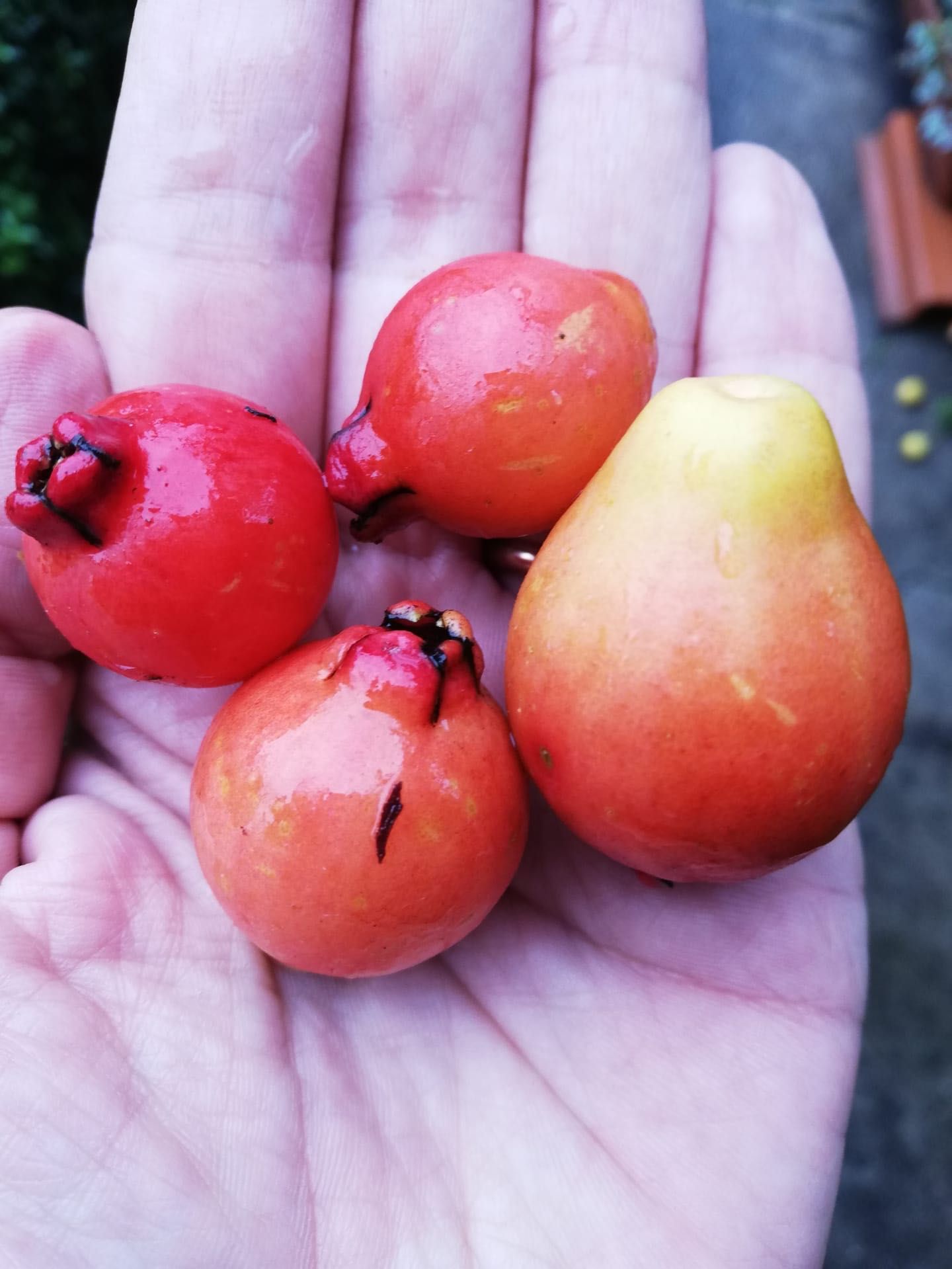 Árvore de Araçá vermelho