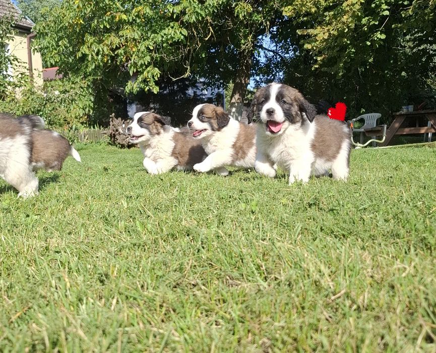 Szczenię Bernardyn suczka