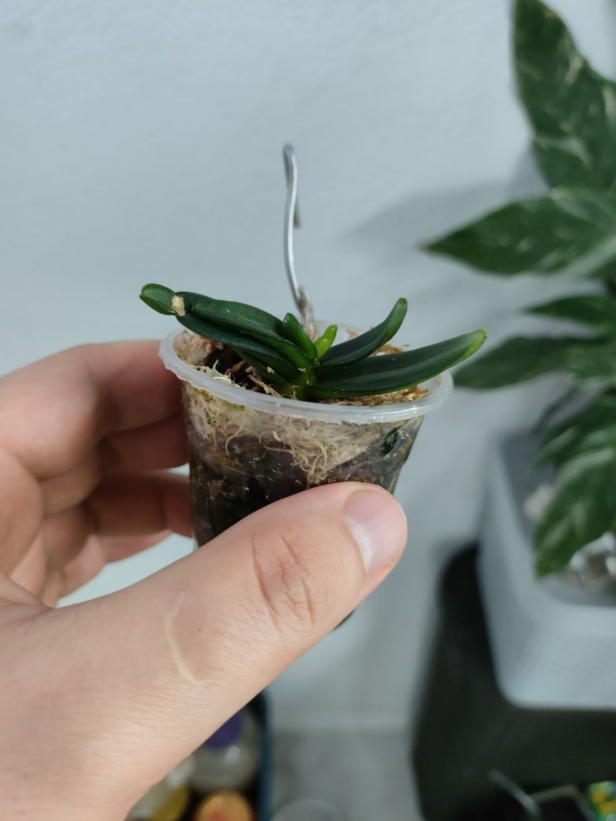 Stereochilus erinaceus міні орхідейка, ароматна