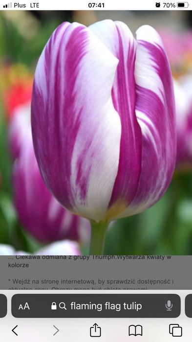 Cebulki Tulipany