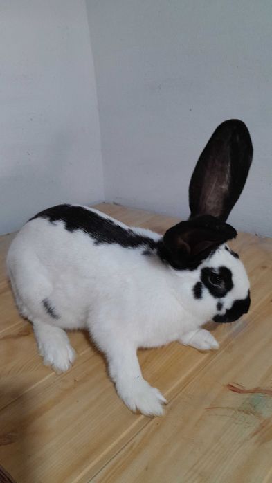 Німецький  строкатий