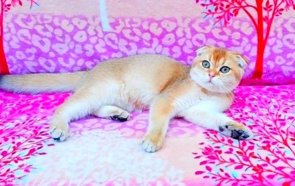 Скоттиш фолд девочка Золотая шиншилла