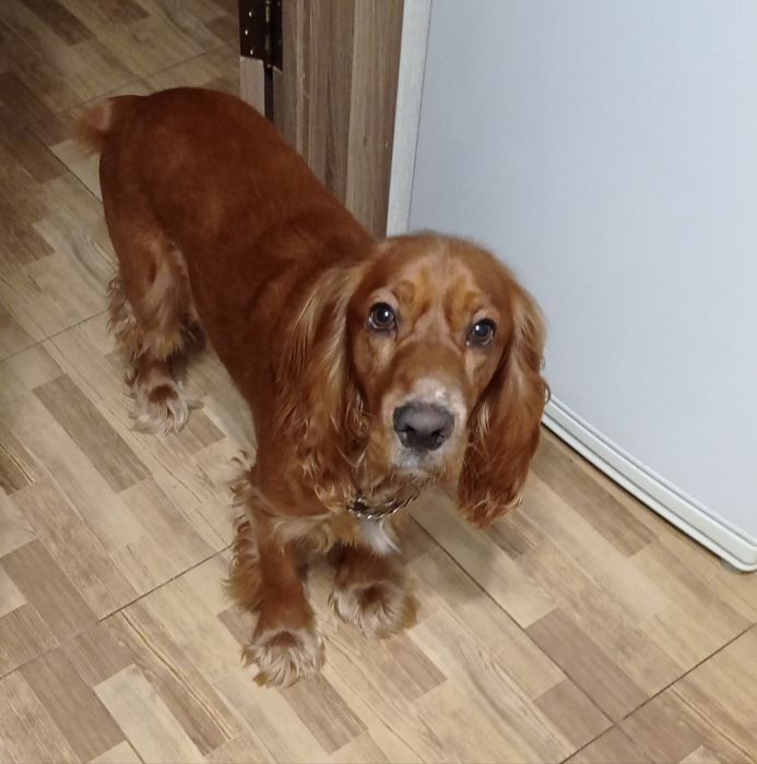 Английский кокер спаниель ищет невесту