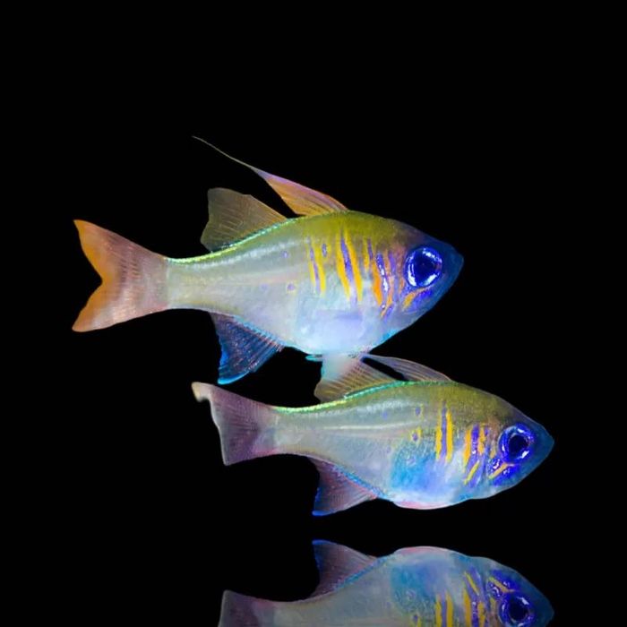 Zoramia leptacanthus - apogon (M) ryba morska