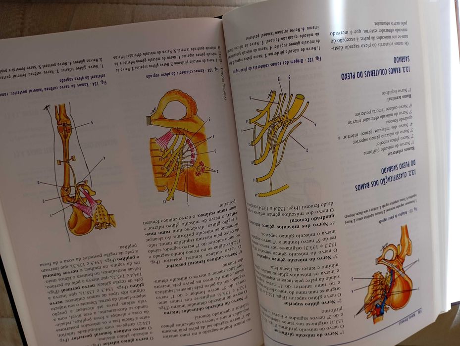 Anatomia humana da relação