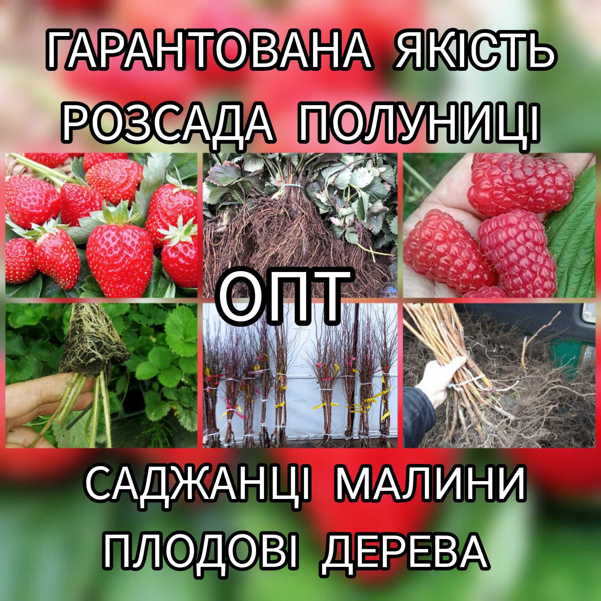 Опт Розсада Полуниці Саджанці Малина Плодові дерева Саженцы Клубники