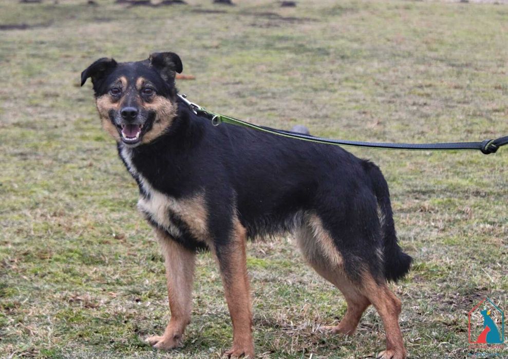 Młoda sunia Flanka szuka domu!