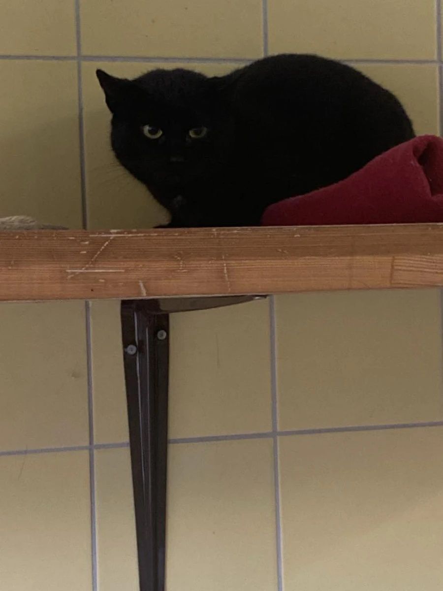 Czarna kotka Dżamila do adopcji!