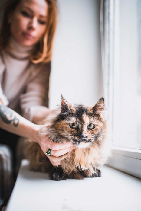 Кошенятко дівчинка 9 місяців шукає сім'ю