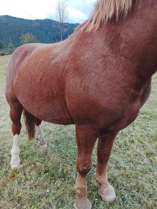 Продам молодого потужного Лошака