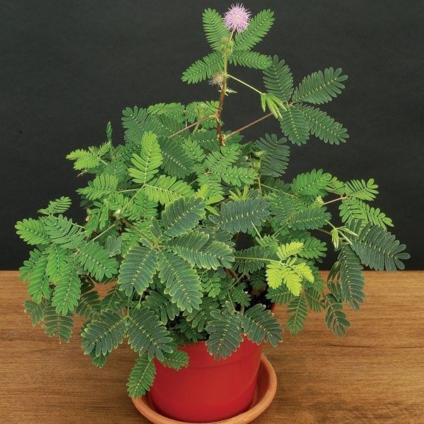10 Sementes de Dormideira (planta sensitiva) - Planta mágica