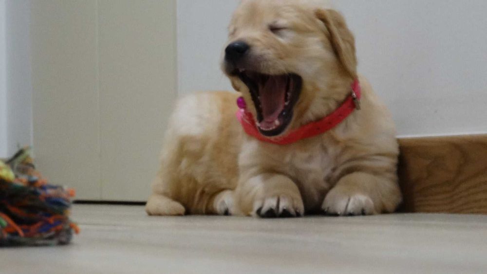 Golden retriever suczka złota