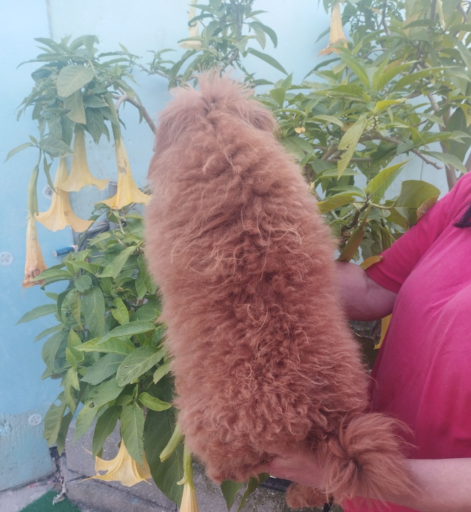 Caniche red mini