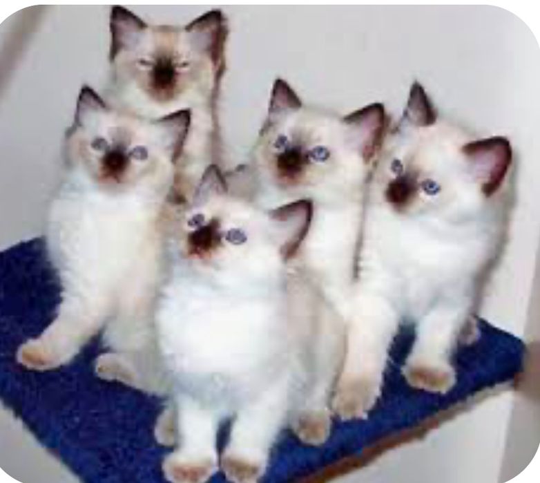 Рэгдолл котята кошечка 1.5мес регдол ragdoll сил поинт кошеня котенок