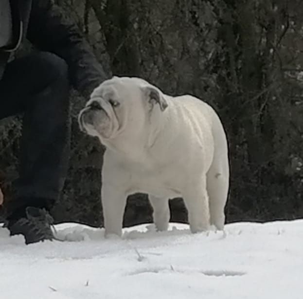 Bulldog Inglês - Macho com Lop, Afixo, garantia