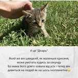 Кошеня шукає любов - хлопчик (1,5 місяці)