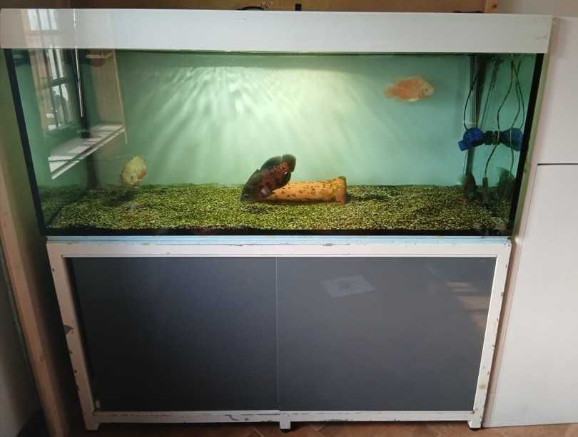 Aquário 560 Litros com Peixes