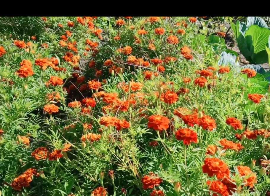 Чернобрывцы свежие , календула.