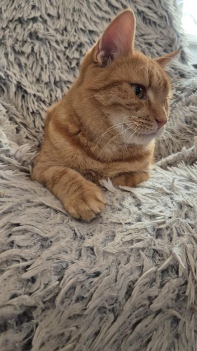 Rudy Rysio - o cudownym charakterze szuka domu