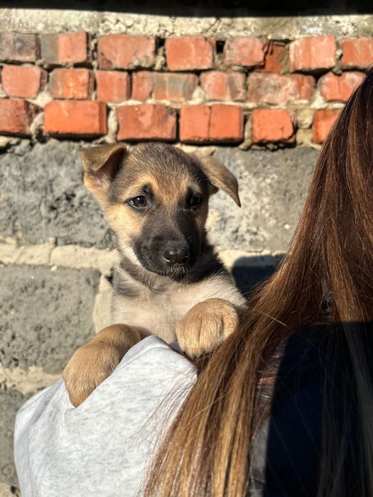 Щенята безкоштовно