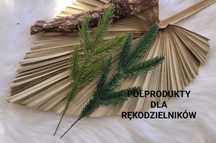 Galazka jodła do stroików