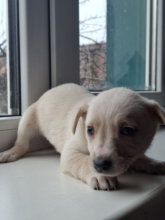 Цуценя в добрі руки, дівчинка