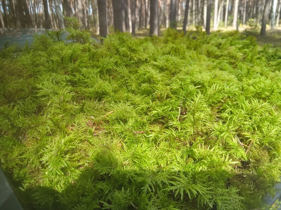 Справжній мох папороть!стабілізація,флораріум.