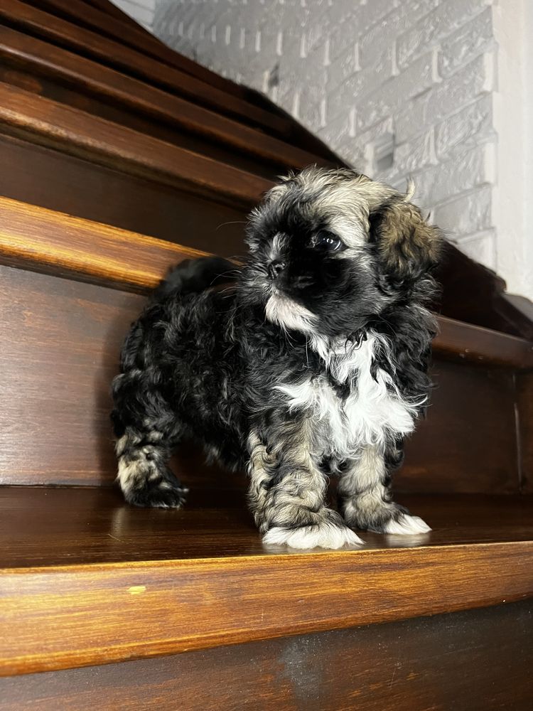 Urokliwy Piesek Shih Tzu Gotowy Do Odbioru