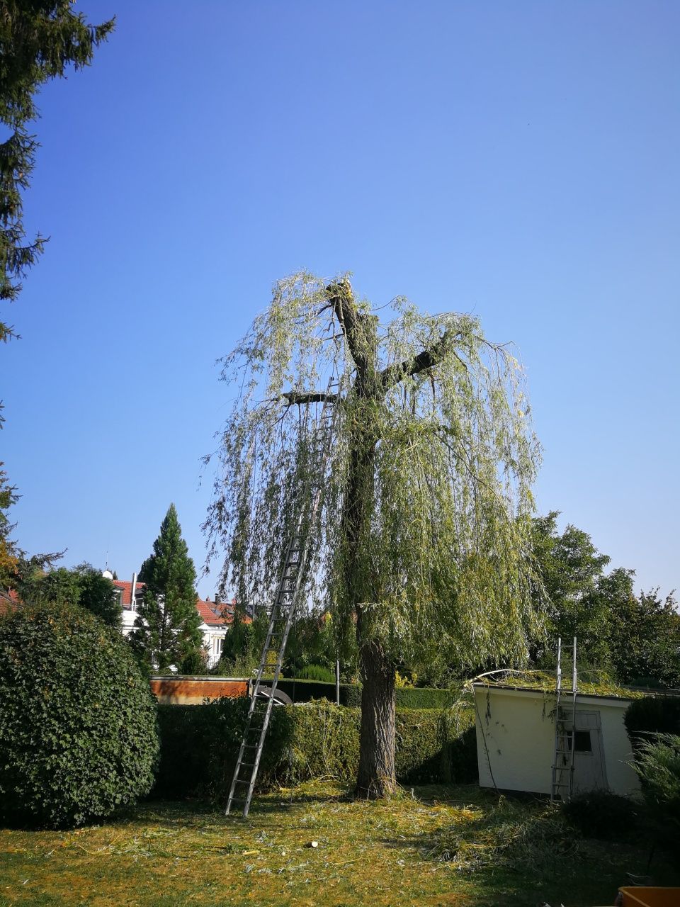 Wycinka redukcja drzew, usługi arborystyczne - rębakiem i ogrodnicze
