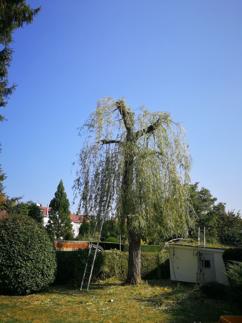 Ogród Ścinka przycinanie drzew i krzewów, koszenie trawy, rębak