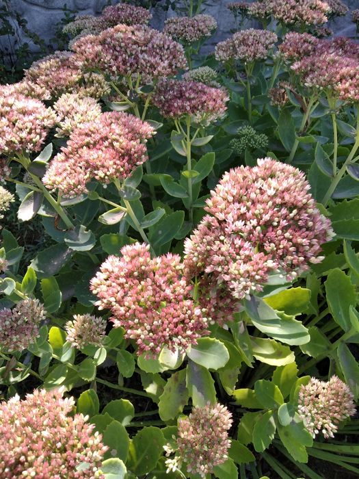 Осенний цветок очиток седум многолетний