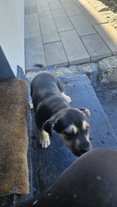 Szczeniak do oddania  za Darmo