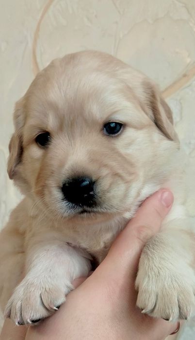 Цуценята лабрадора