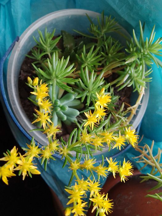 Пеперомія, 
опунції, красула корал -сукуленти