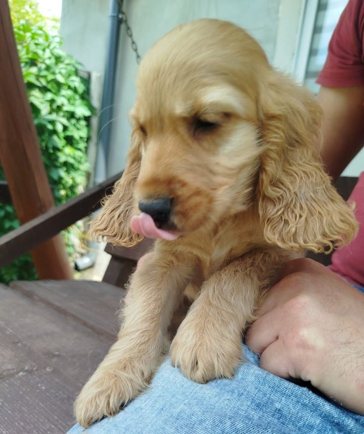 Piękny  Cocer Spaniel z rodowodem