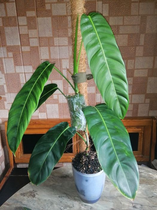 Филодендрон патриция