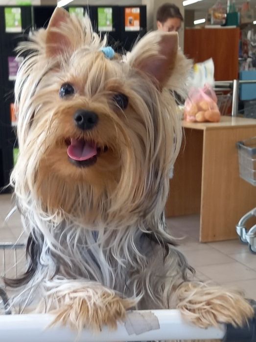 Подрощенные   ЙОРКШИРСКИЕ ТЕРЬЕРЫ ищут заботливую семью