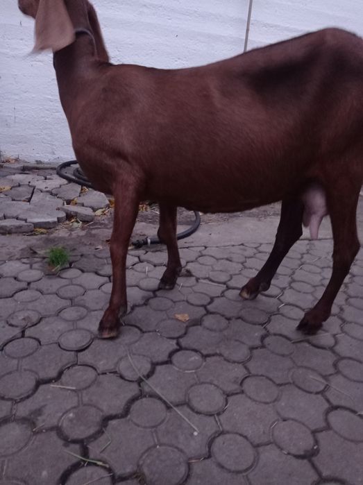 Продам козу нубо-камори