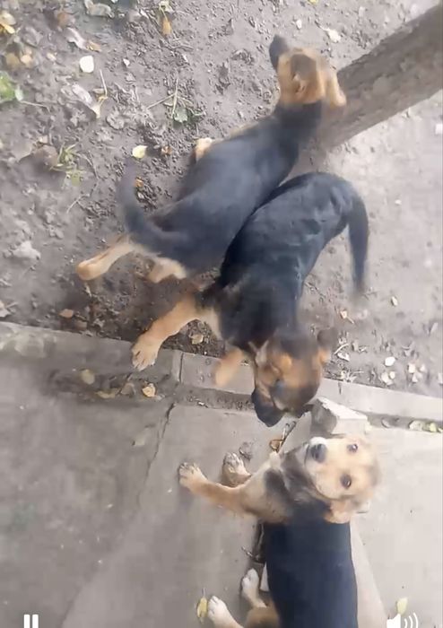 Собачки. Песики. Цуцики. Терміново!!!