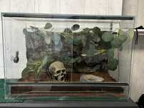 Terrarium dla gekona