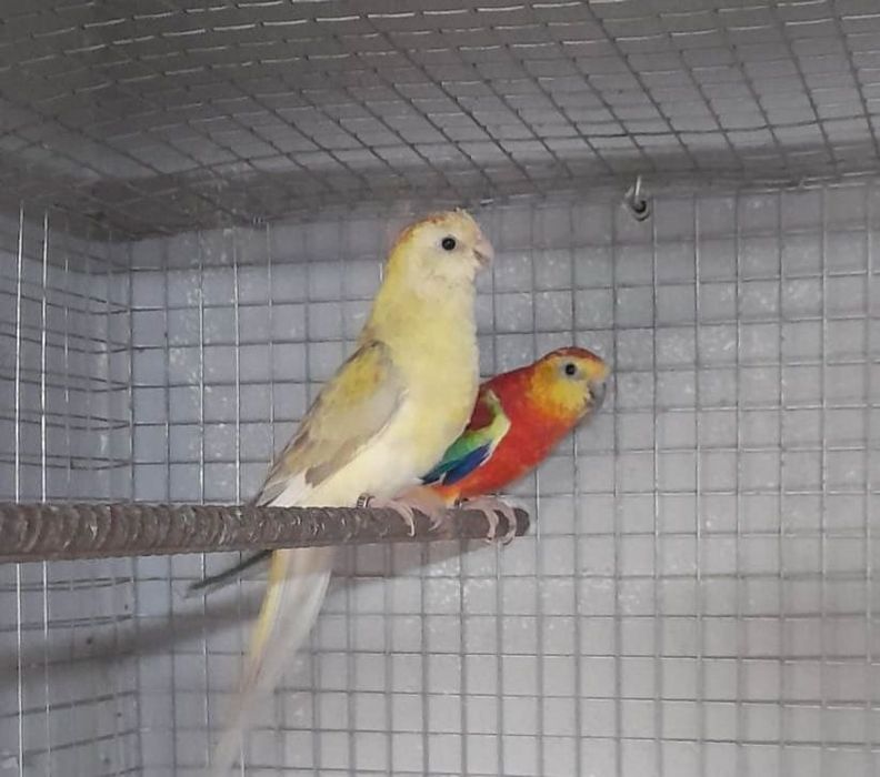 Casais Red rumped