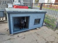Buda Xl pit bull amstaff labrador z podestem na dachu