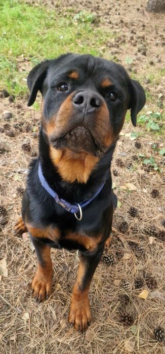 Rottweiler - pies