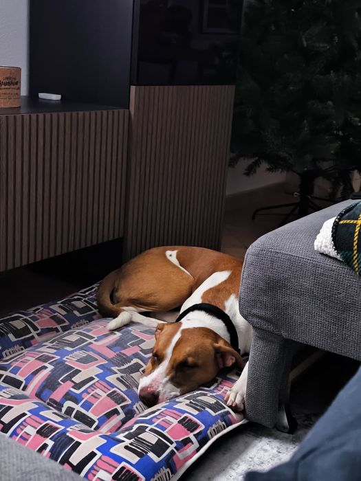 Procura-se Família para Adotar a Molly